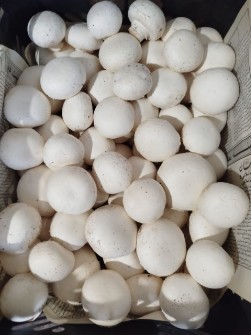 قارچ